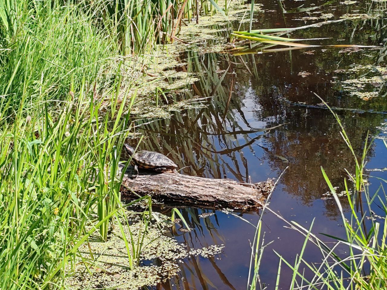 черепаха красноухая