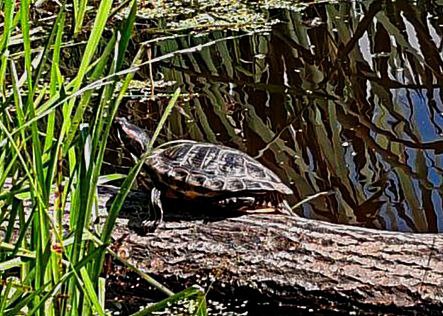 красноухая черепаха 