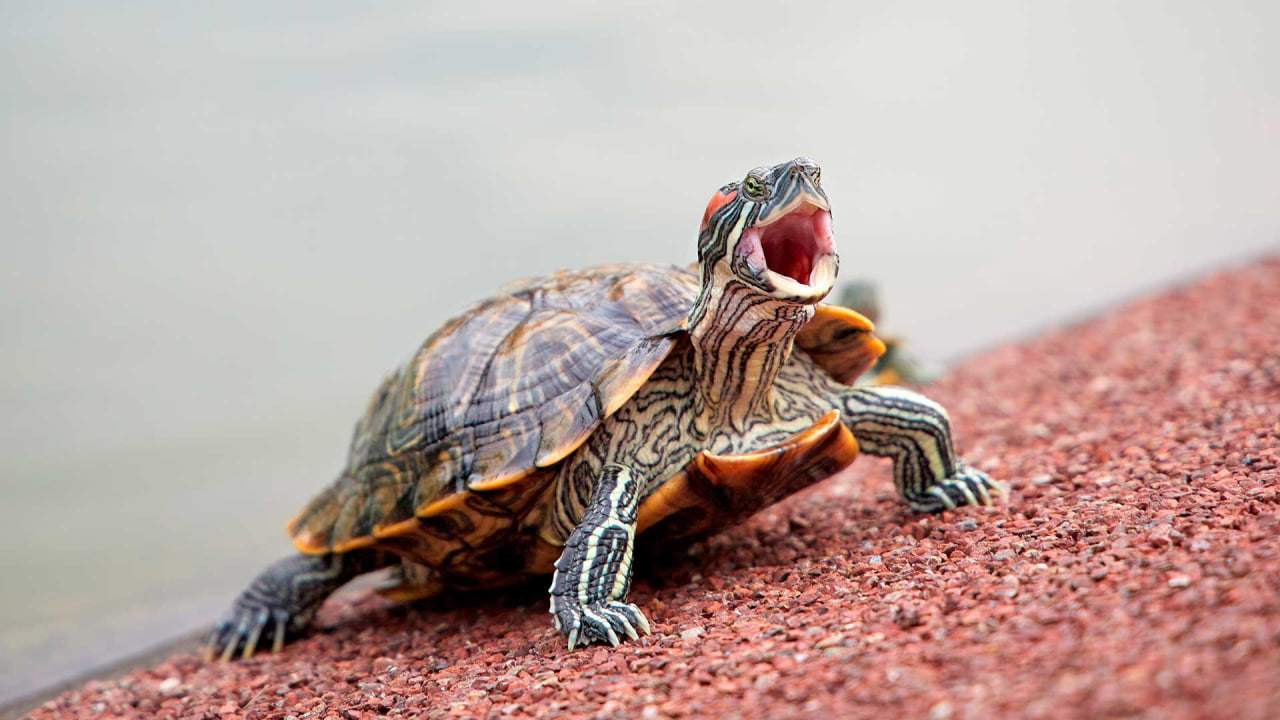 красноухая черепаха