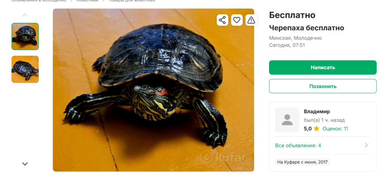 красноухая черепаха