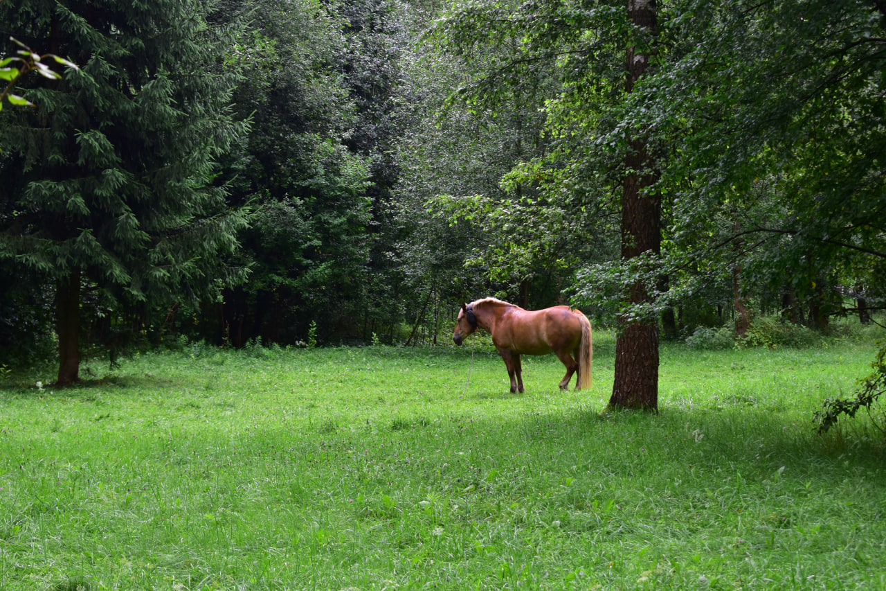 Севастопольский парк