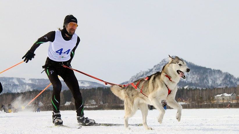 Скиджоринг