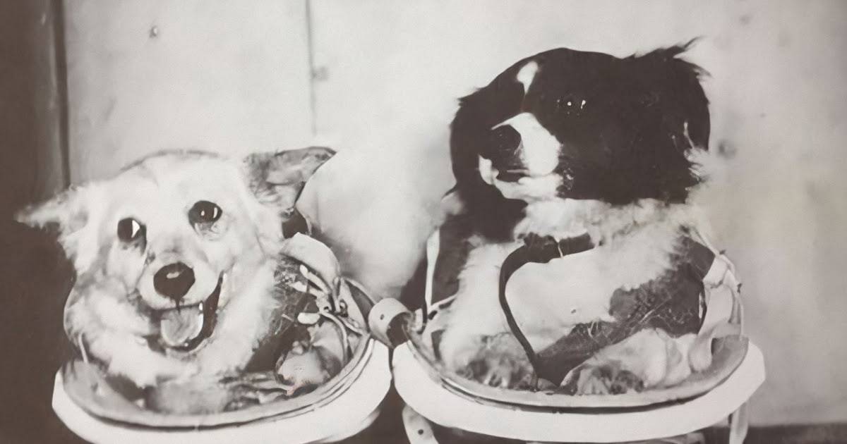 Дезик Цыган собаки