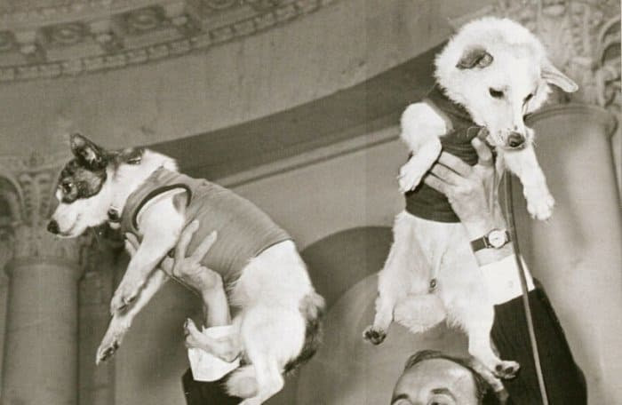 Белка Стрелка собаки