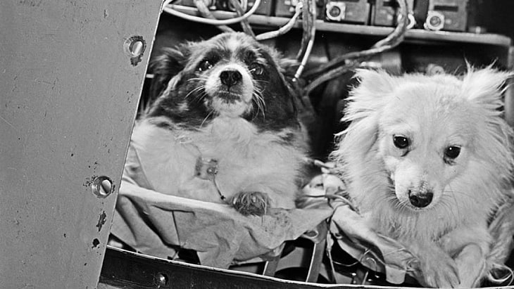 Белка Стрелка собаки