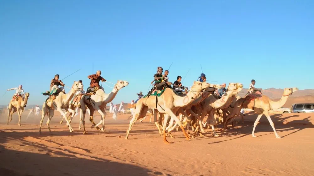 Верблюжьи гонки