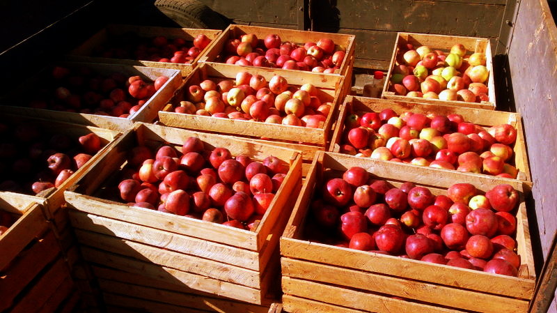 Ограничение на экспорт яблок