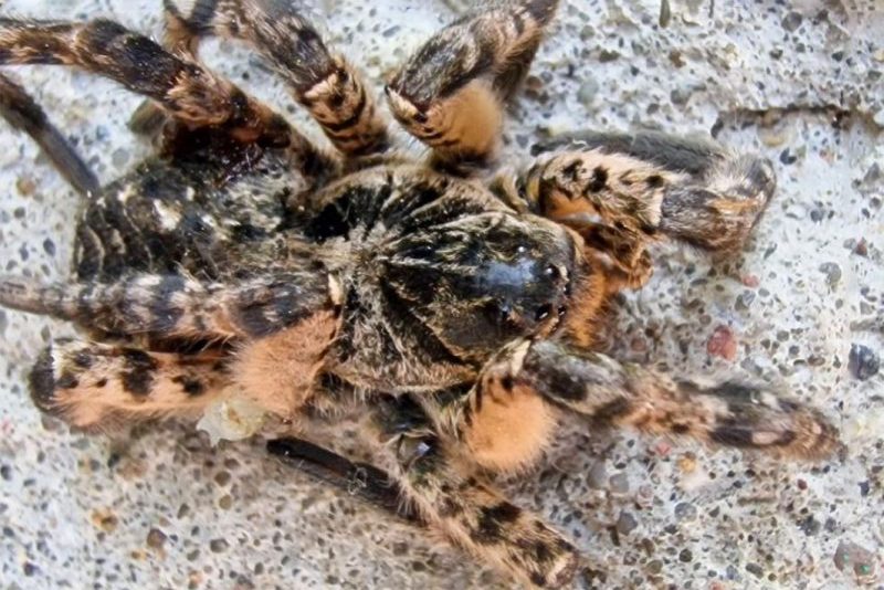 Тарантул в гараже