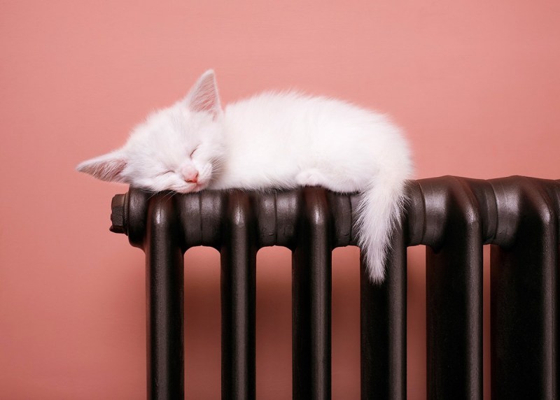 кот на батарее