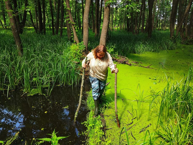 Болото в лесу