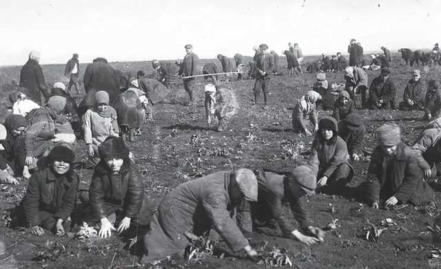 Дети на полевых работах 