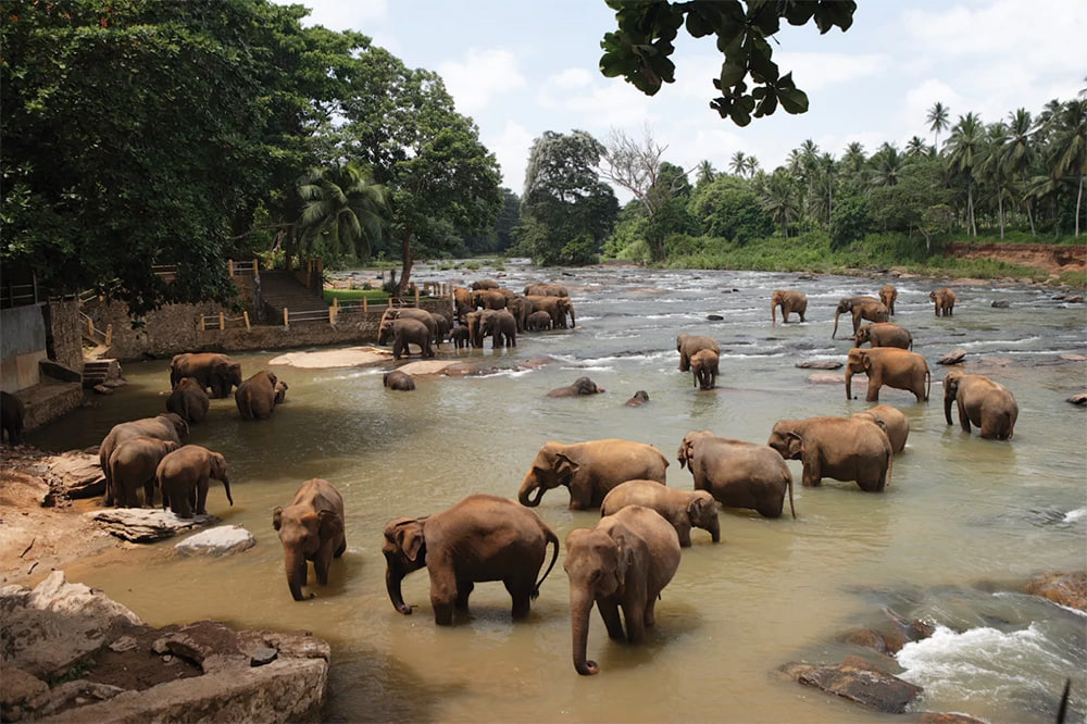 Шри-Ланка слоновий питомник слон достопримечательности