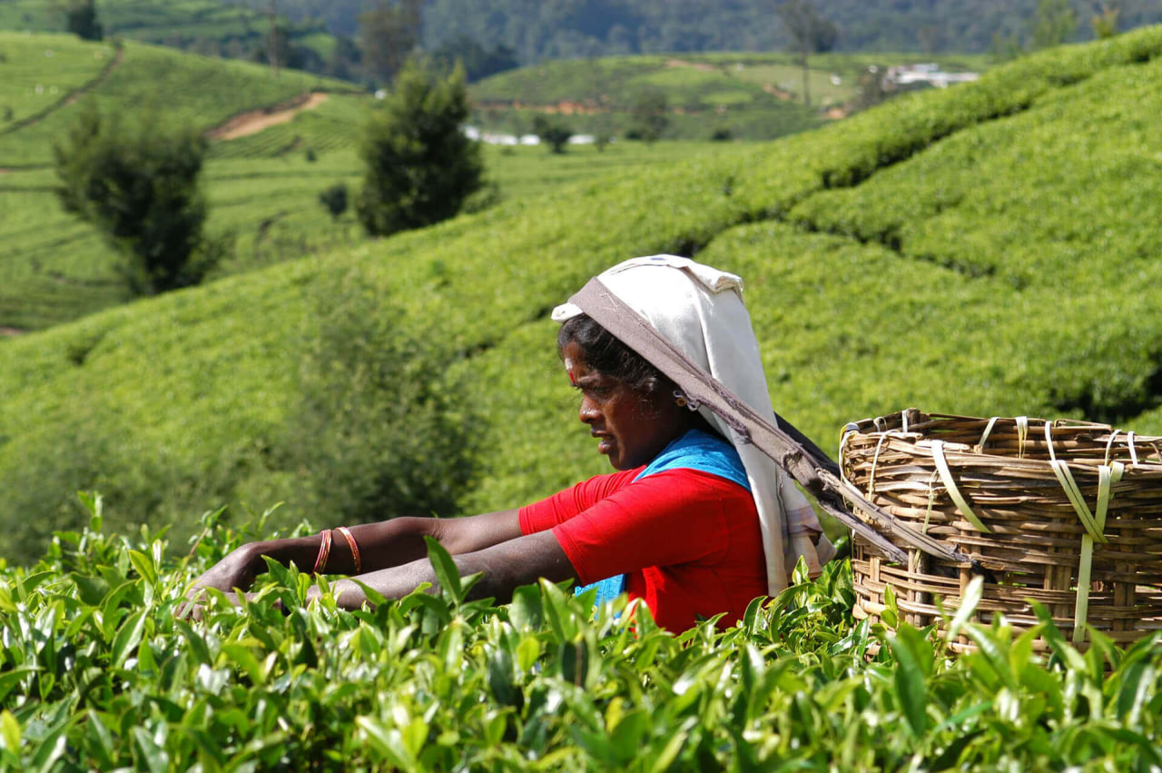 Шри-Ланка чайная плантация
