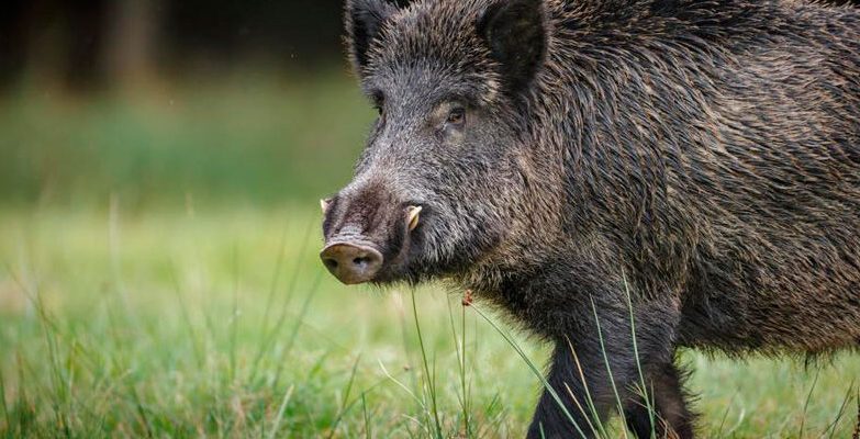 Дикий кабан напал на человека — мужчина скончался