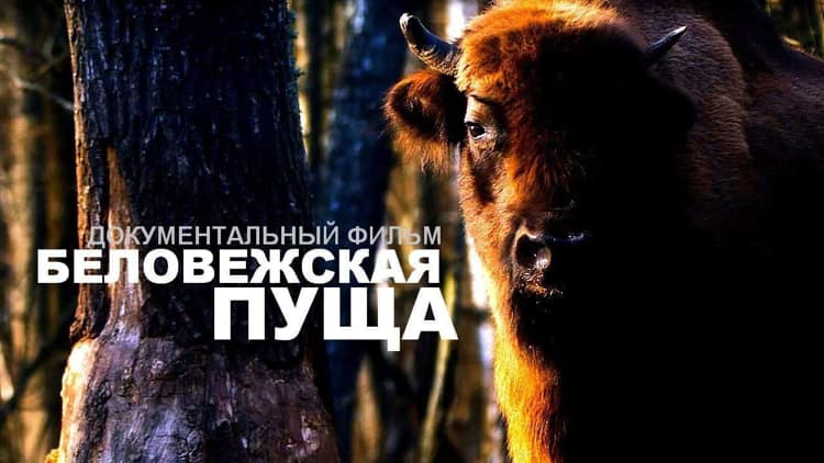 Афиша 12-14 сентября в Витебске