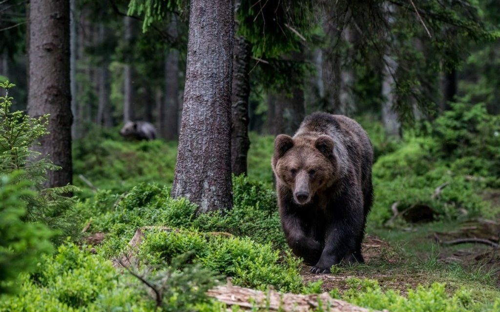 Охота на медведя Беларусь