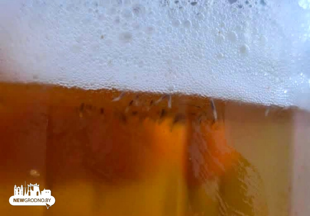 личинки в пиве гродно