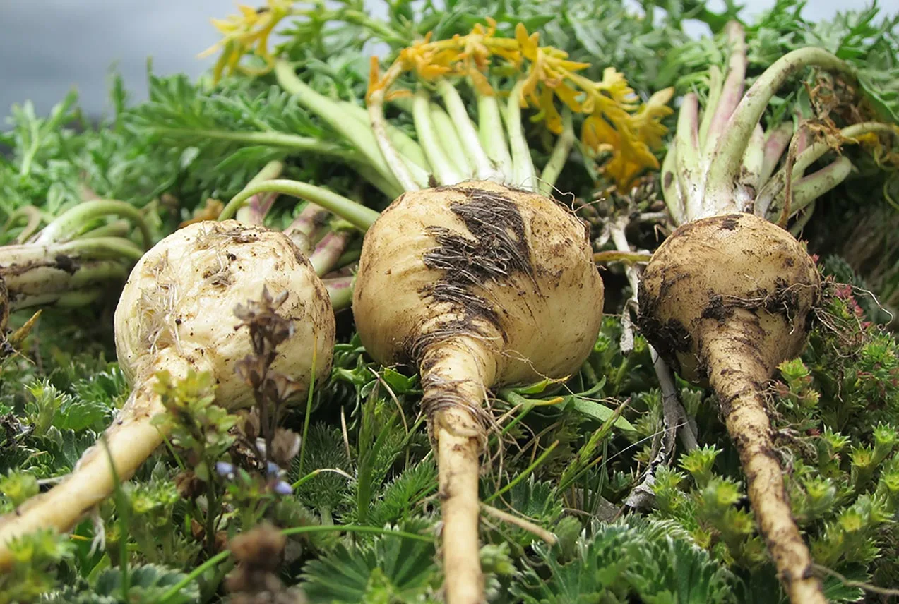 Корнеплод мака