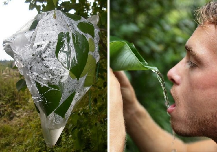 Как собрать воду в лесу