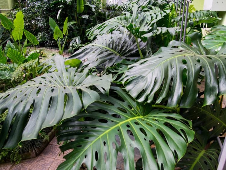 Монстера деликатесная