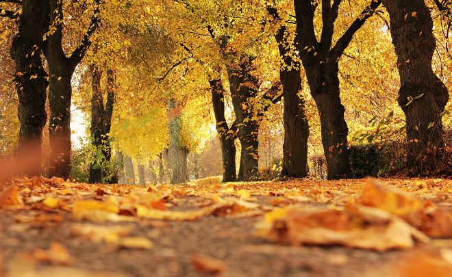 погода прогноз осень Минск Беларусь парк листья