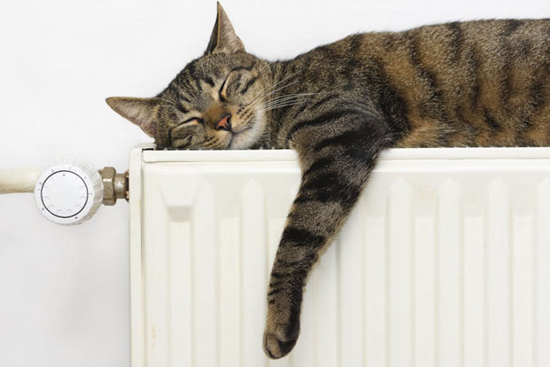 кот на батарее тепло