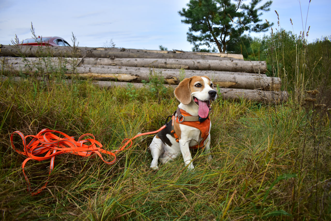 бигль собака