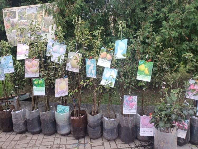 саженцы плодовых деревьев