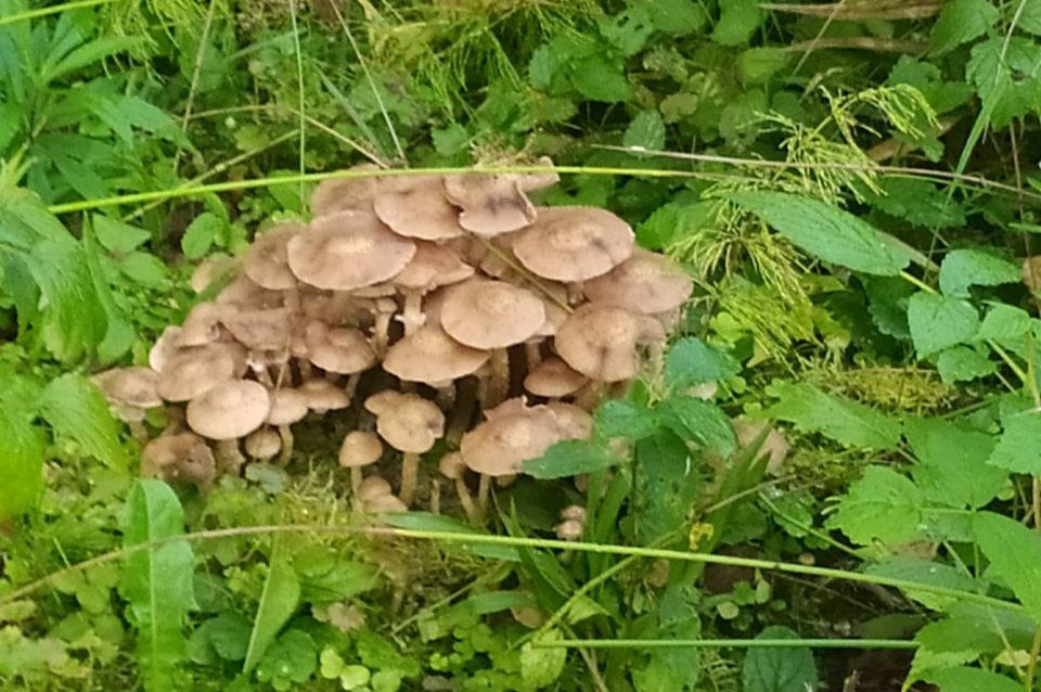 осенние опята грибы