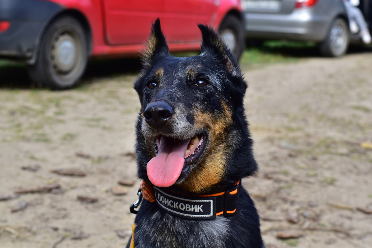собака поисковик ПСС