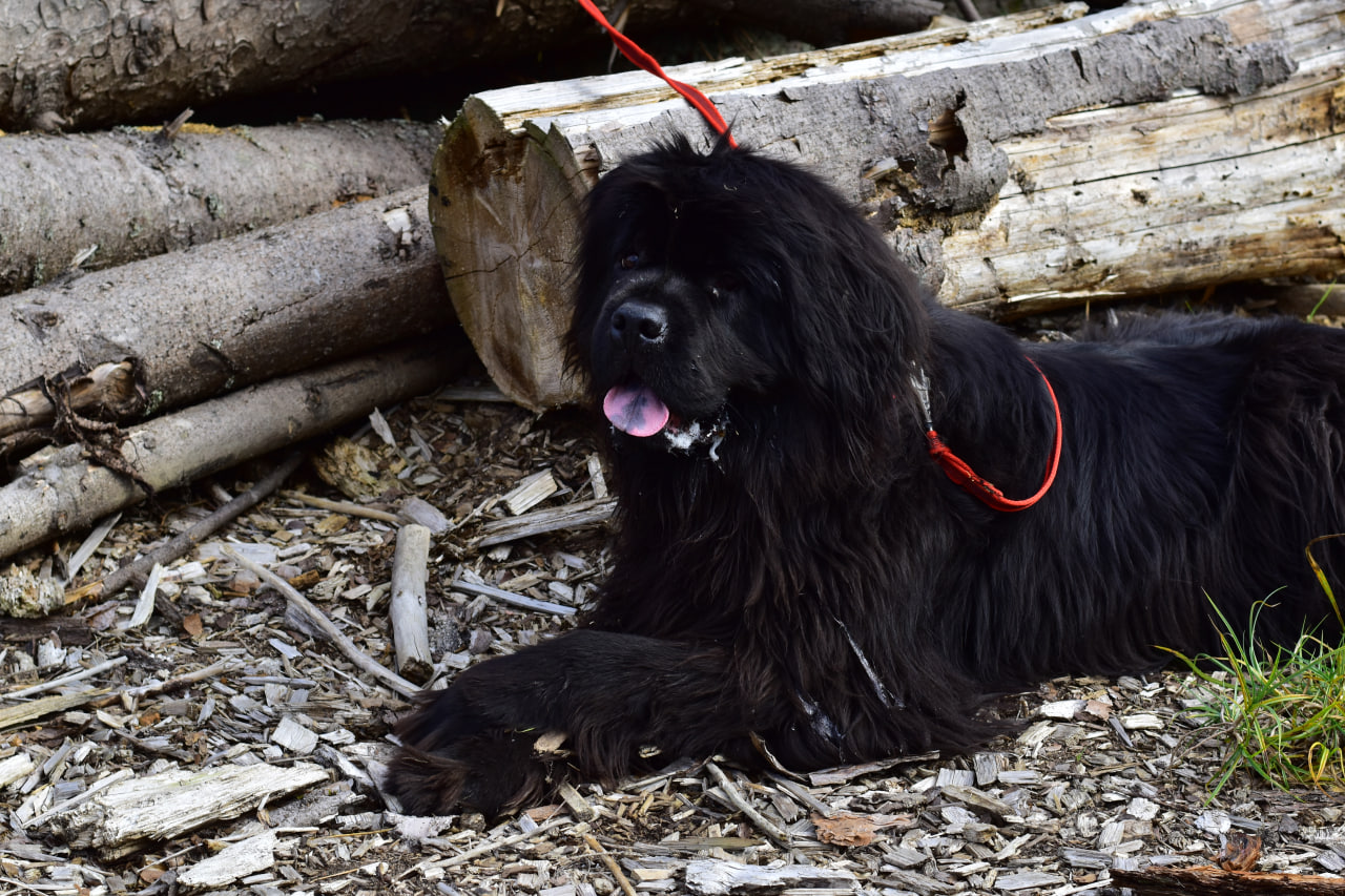 собака ньюфаундленд 