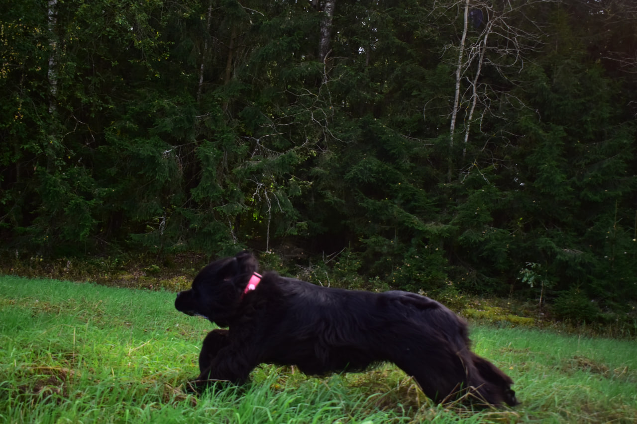 собака бежит