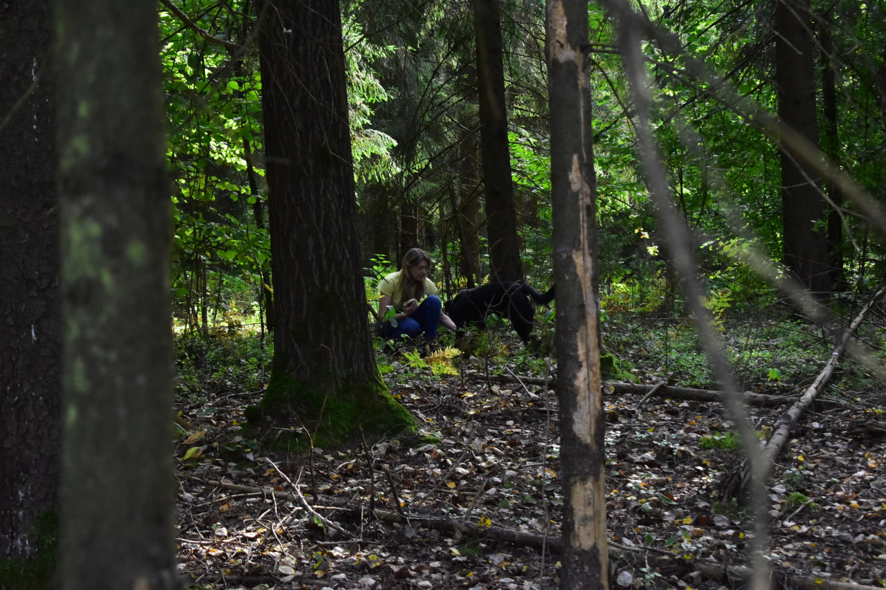 собака поиск