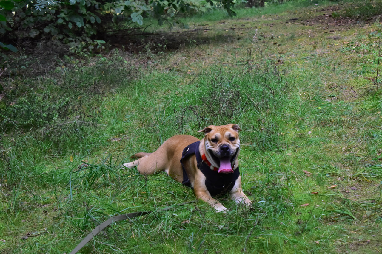 собака поиск