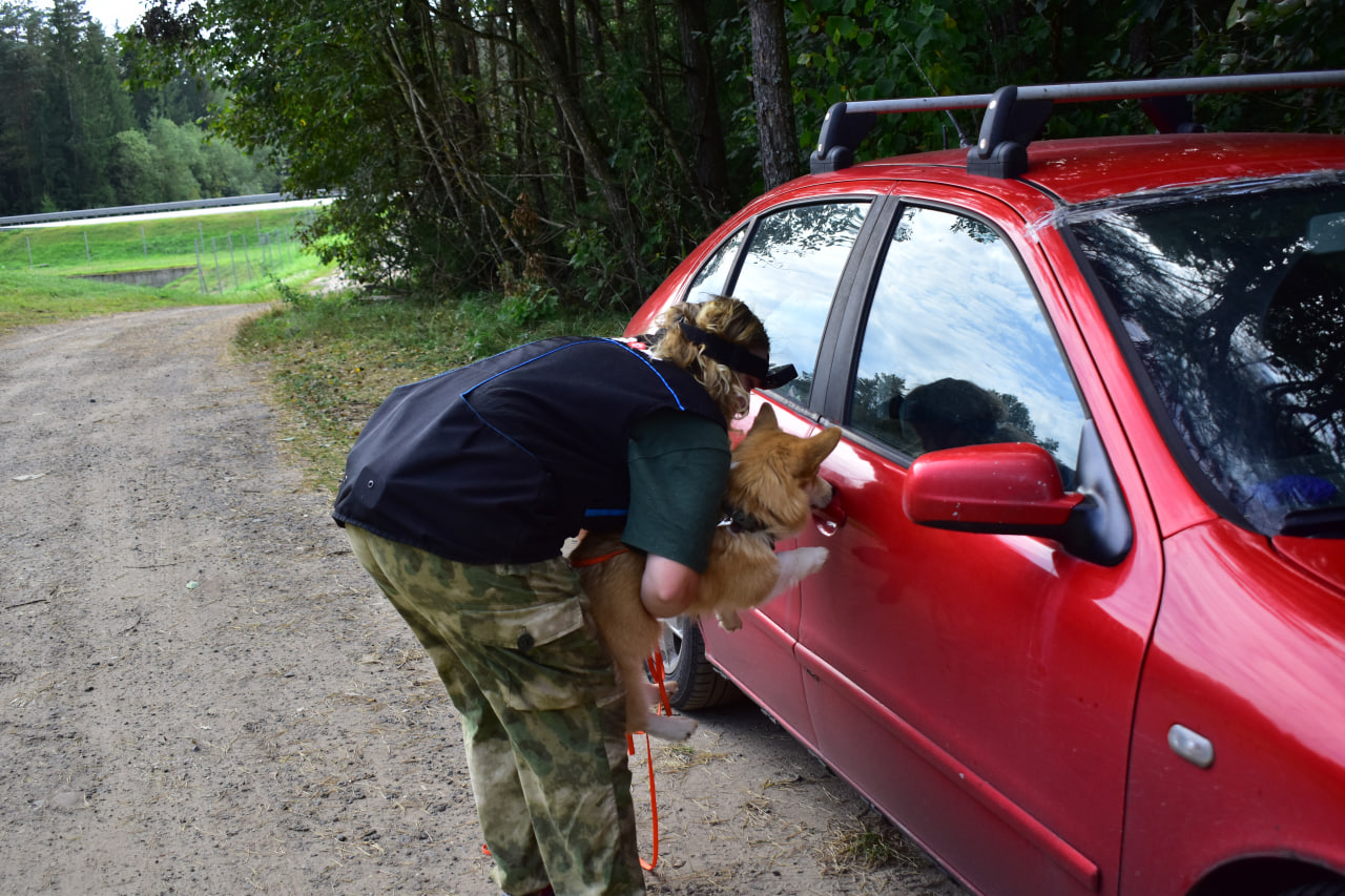 следовая собака
