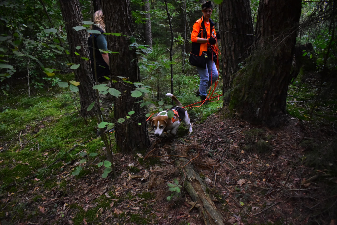 поиск человека в лесу