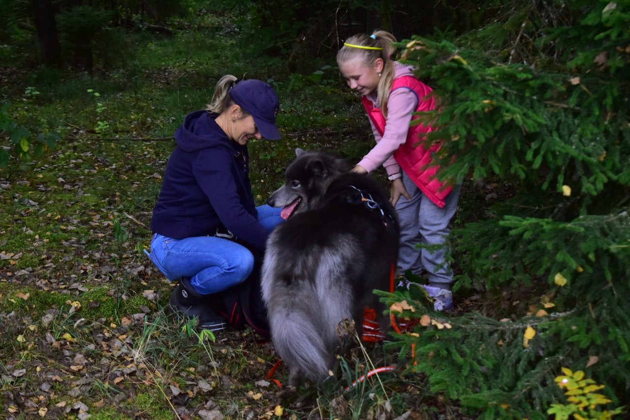 волкособ нашел человека