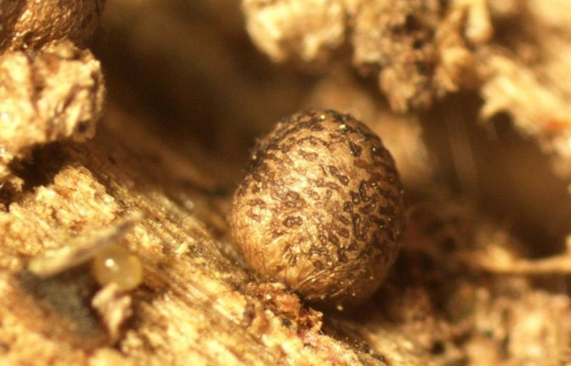 Новый вид миксомицетов Lycogala persicum.