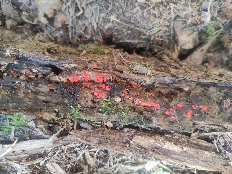 Новый вид миксомицетов