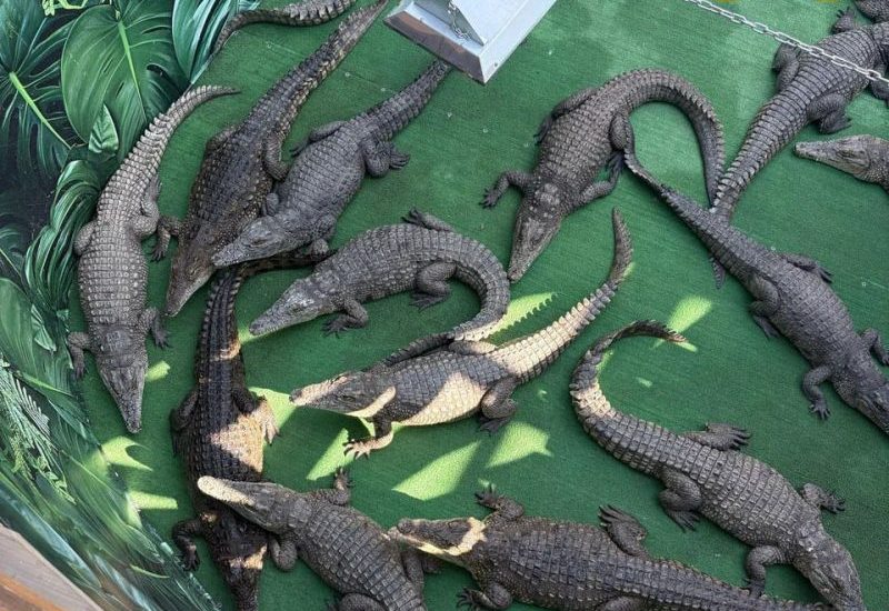 Крокодилы в зоопарке