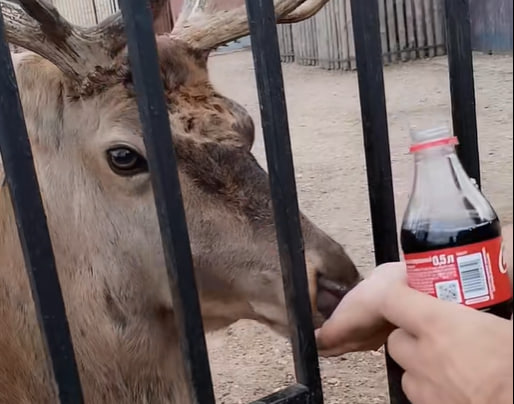 минский зоопарк