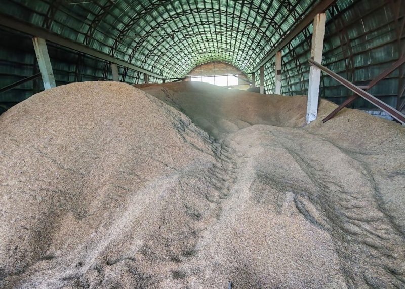 Зерно в сушильном цеху