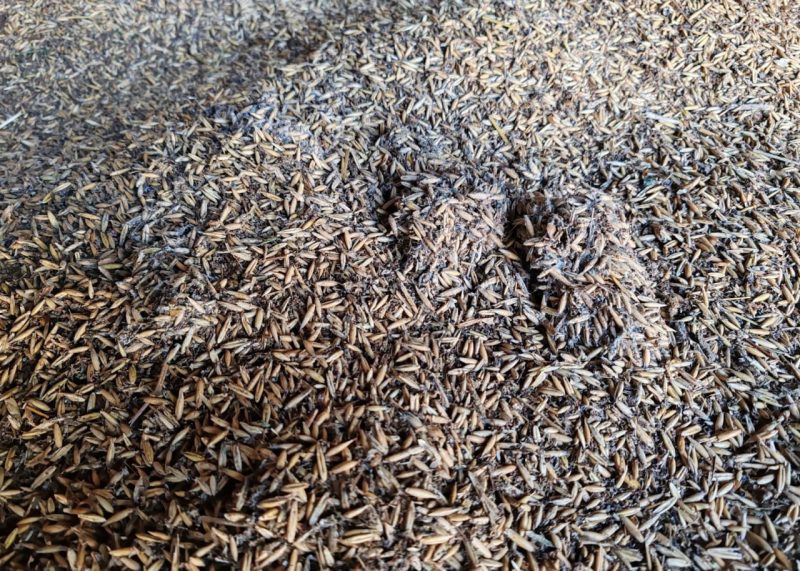 Зерно с плесенью