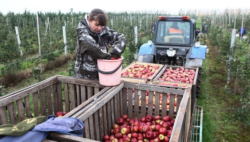 сбор урожая подработка временная работа