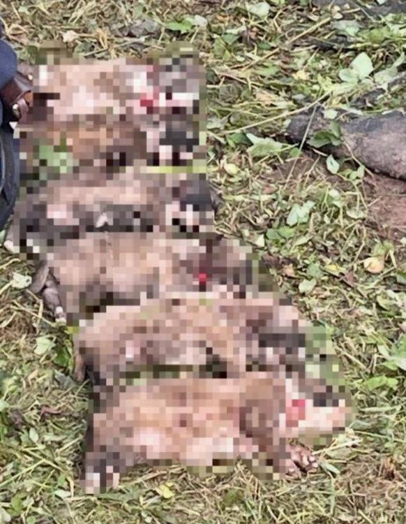 убийство щенков