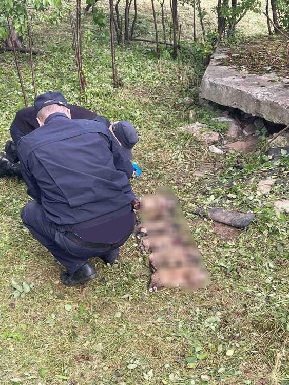 убийство щенков