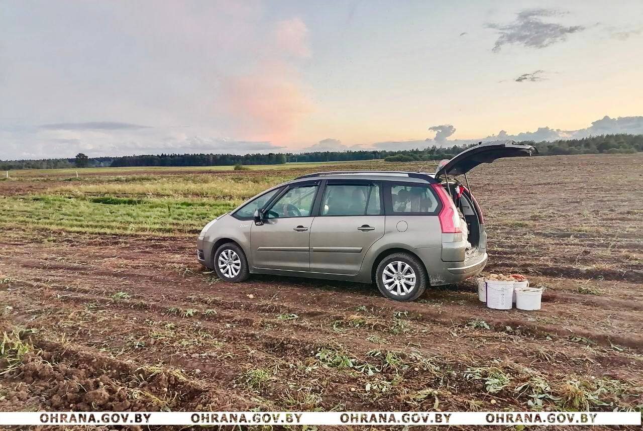 В Новополоцке задержан мужчина за незаконный сбор картошки и морковки с сельхоз поля