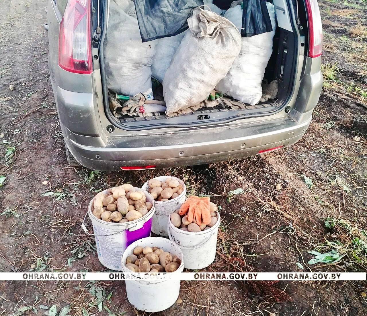 картошка с поля