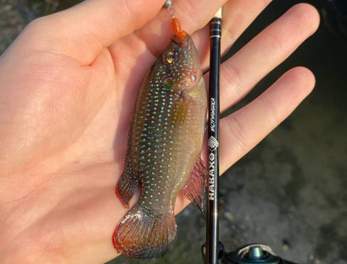 Хромис-красавец