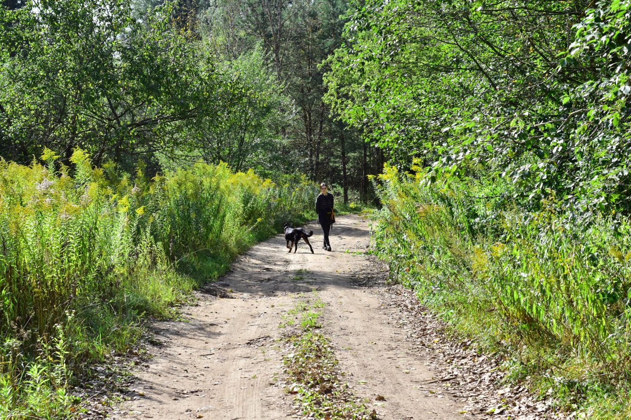 поиск в лесу